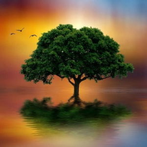 Психологический тест «Дерево» — рисуем, изучаем