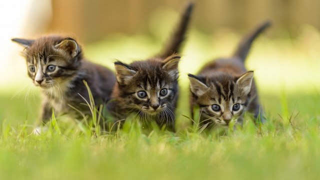 Интересные и удивительные факты о кошках